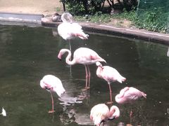 -九龙公园