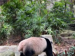 -深圳野生动物园