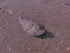 -南澳海滩