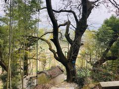 -塔川景区