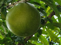 -三亚海棠湾万丽度假酒店