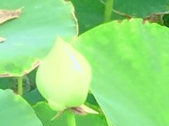 -天津东丽湖风景区