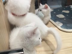 -屋虎猫馆(宝安大仟里店)