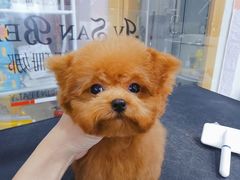 -车接车送·寄养洗护·德文猫舍(大宁店)