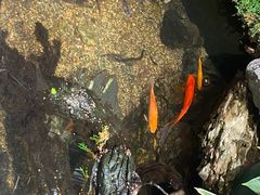 -池云涧自然椰子鸡(万泰汇店)