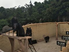 -东方熊牧场