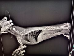 -爱侣宠医·鹦鹉专科·小型哺乳类·异宠专科(灵石路店)