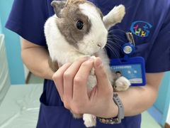 -北京观赏动物医院·24小时大型综合·猫专科·异宠专科