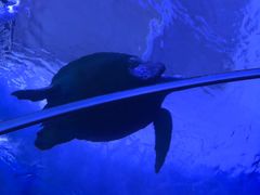 -多彩贵州城极地海洋世界