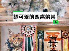 -猫十亿·布偶金渐层·曼基康矮脚猫舍(青年路店)