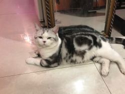 -众刺纹画·纹身·穿孔饰品·海娜定制