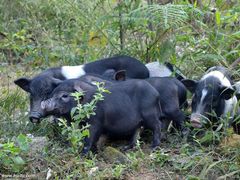 -山人野生菌餐厅
