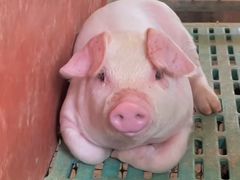 -明月东一酒店·菲斯特自助餐厅