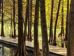 -溱湖国家湿地公园