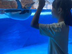 -海合安成都极地海洋公园