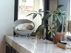 -吉丁鸟咖·异宠·寄养