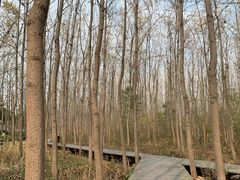 -合肥滨湖国家森林公园