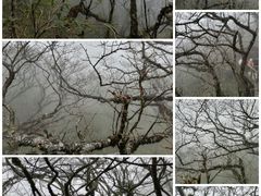 -梵净山旅游区