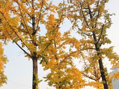 -两江幸福广场