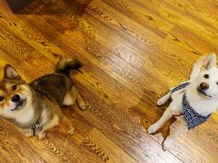 -柴务处·柴犬主题狗咖