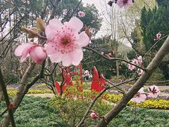 -上海醉白池公园