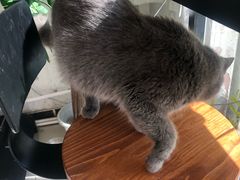 -平行世界·猫咖(首经贸店)