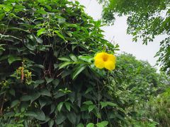 -海南热带野生动植物园