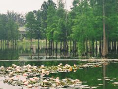 -白鹭湾湿地公园