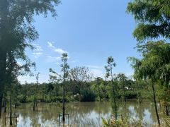 -上海长兴岛郊野公园