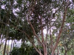 -中国科学院西双版纳热带植物园