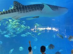 -烟台海昌鲸鲨海洋公园