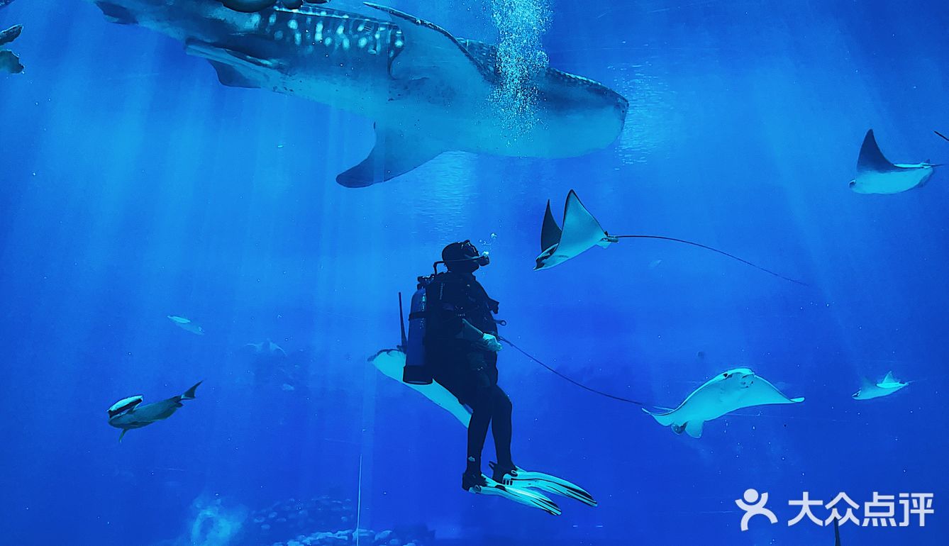 🐳长隆海洋王国的正确解锁方式