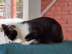 -喵屿·大理花园猫咖