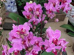 -秦美花卉(天朗·莱茵小城2期店)