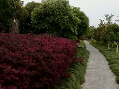 android_upload_pic-高东镇樱花园