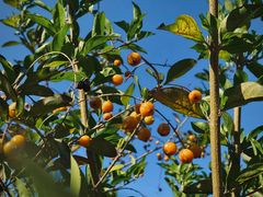 -天适樱花悠乐园