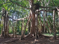 -中国科学院西双版纳热带植物园