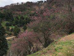 -新建村梅花