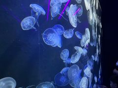 -新加坡海洋生态馆