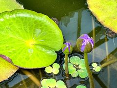 -国家植物园南园