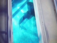 -暹罗海洋世界