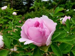 -香山公园