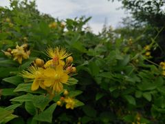 -上海鲜花港