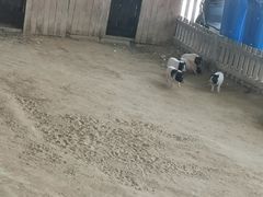 -秦皇岛野生动物园