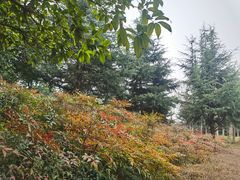 -洨河生态公园