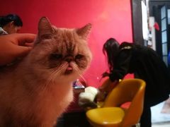 -猫色咖啡·猫咖