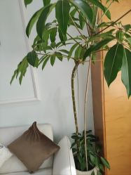 -HEYAN荷妍专业脱毛连锁机构