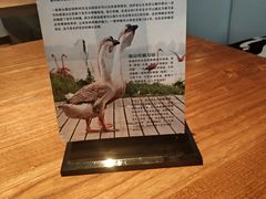 -MR鹅外