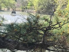 -上海佘山国家森林公园西佘山园