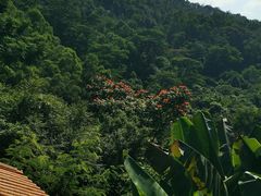 -深圳仙湖植物园